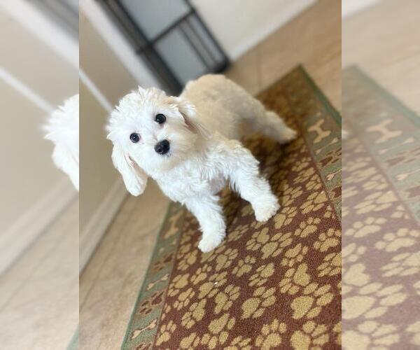 Medium Photo #2 Maltese Puppy For Sale in TUCSON, AZ, USA