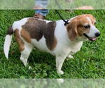 Small #6 Beagle
