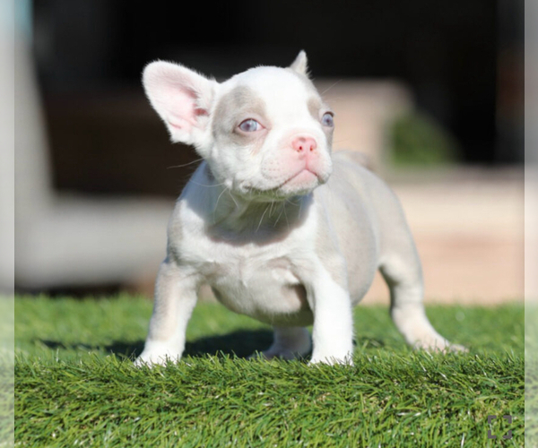 Medium Photo #1 French Bulldog Puppy For Sale in JERSEY CITY, NJ, USA