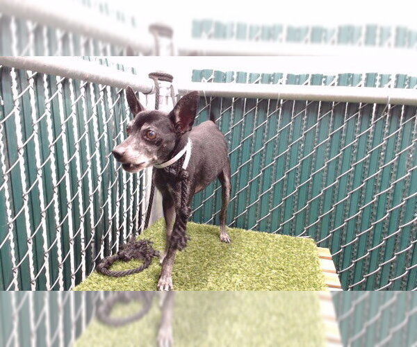Medium Photo #1 Chihuahua Puppy For Sale in Downey, CA, USA