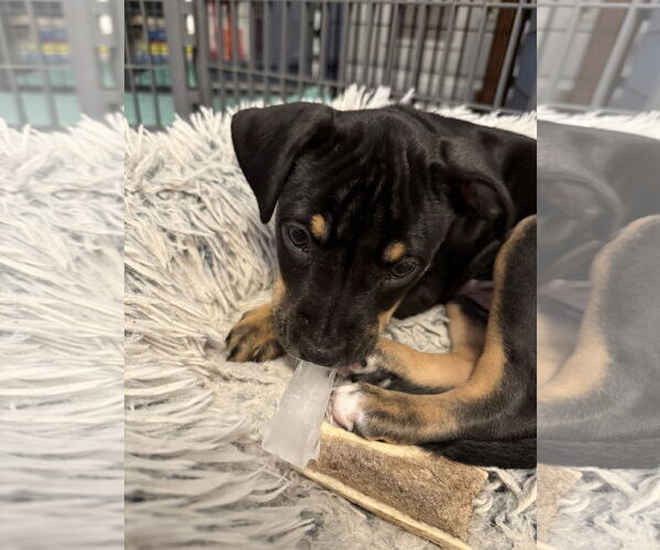 Medium Photo #7 American Pit Bull Terrier Puppy For Sale in St. Louis Park, MN, USA