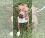 Small #1 American Pit Bull Terrier