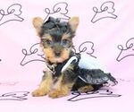 Small Photo #52 Yorkshire Terrier Puppy For Sale in LAS VEGAS, NV, USA