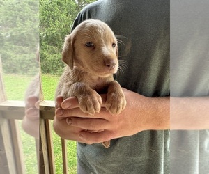 Labrador Retriever Puppy for sale in ANDERSON, SC, USA