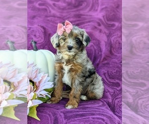 Cavapoo-Poodle (Miniature) Mix Puppy for sale in COCHRANVILLE, PA, USA