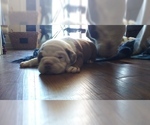 Small Photo #19 American Staffordshire Terrier-Olde English Bulldogge Mix Puppy For Sale in CHARLOTTE, NC, USA
