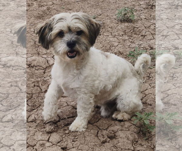 Medium Photo #6 Shih Tzu-Unknown Mix Puppy For Sale in Peralta, NM, USA