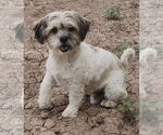 Small #5 Shih Tzu Mix