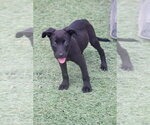 Small #2 Labrador Retriever
