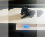 Small Photo #2 Yorkshire Terrier Puppy For Sale in CROSSVILLE, TN, USA