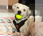 Small #8 Labrador Retriever Mix