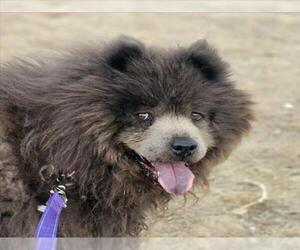 Chow Chow Dogs for adoption in Fort Collins, CO, USA