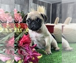 Small #2 Pug