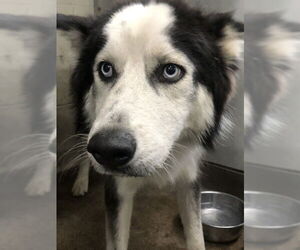 Siberian Husky Dogs for adoption in San Bernardino, CA, USA