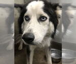 Small Siberian Husky