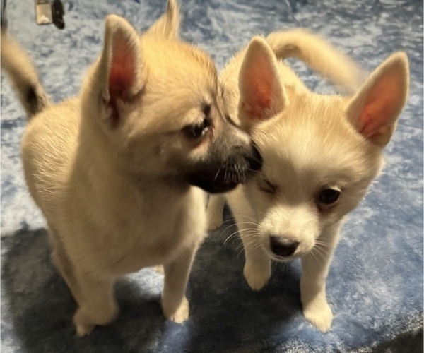 Medium Photo #197 Pomsky Puppy For Sale in LOVELAND, CO, USA