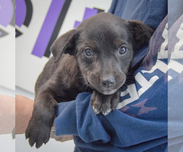 Medium Photo #2 Golden Retriever-Unknown Mix Puppy For Sale in Huntley, IL, USA