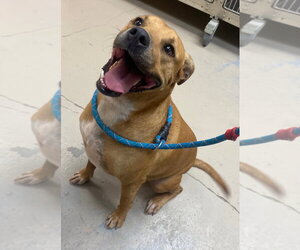 Betty - Female Boxer Dog for Adoption - Photo #4