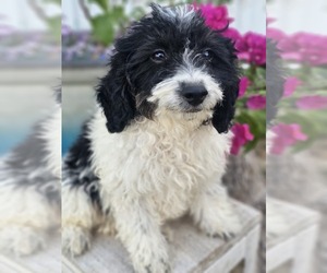 Aussie-Poo-Aussiedoodle Mix Puppy for sale in TAYLOR, TX, USA