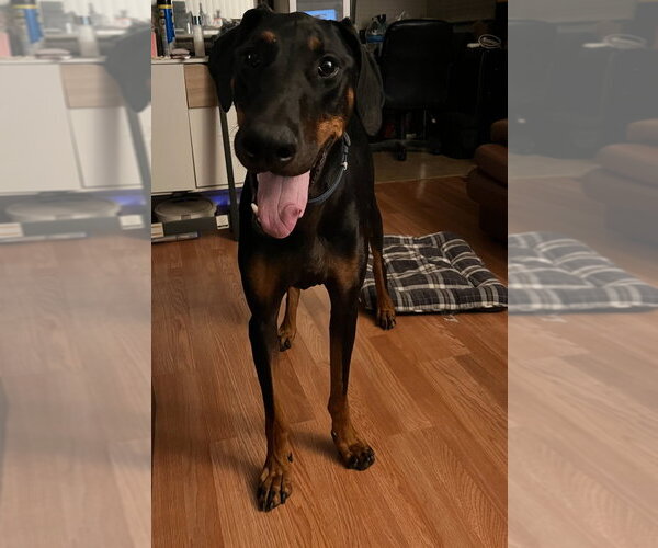 Medium Photo #1 Doberman Pinscher Puppy For Sale in Dana Point, CA, USA