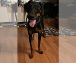Zeke - Male Doberman Pinscher Dog for Adoption - Small photo