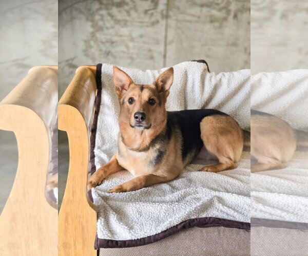 Medium Photo #3 Mutt Puppy For Sale in Sandy, UT, USA