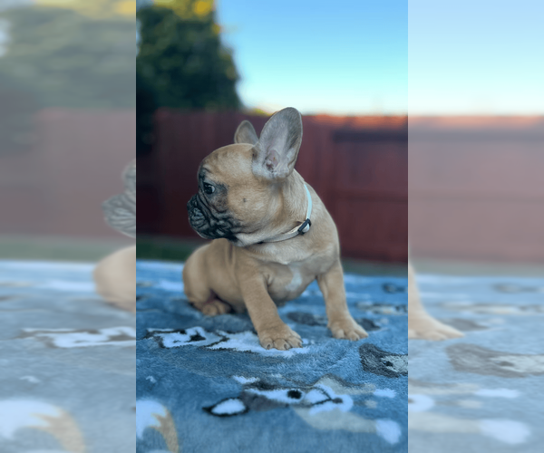 Medium Photo #3 French Bulldog Puppy For Sale in SACRAMENTO, CA, USA
