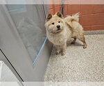 Small Chow Chow