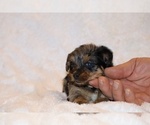 Small Photo #17 Poodle (Toy)-YorkiePoo Mix Puppy For Sale in DYERSBURG, TN, USA
