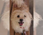 Small Photo #16 Mutt Puppy For Sale in Philadelphia, PA, USA