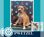 Small Photo #4 Beagle-Unknown Mix Puppy For Sale in Kimberton, PA, USA