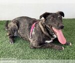 Small Photo #2 Labrador Retriever-Plott Hound Mix Puppy For Sale in San Diego, CA, USA