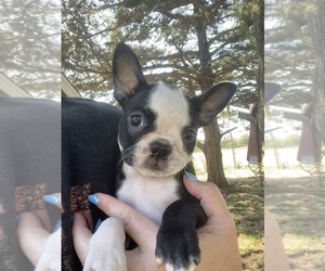 Boston Terrier Puppy for sale in FREDONIA, KS, USA