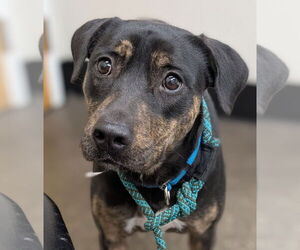 Rottweiler-Unknown Mix Dogs for adoption in Hillsboro, NH, USA