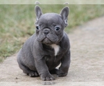 Small Photo #3 French Bulldog Puppy For Sale in SILVER SPRING, MD, USA