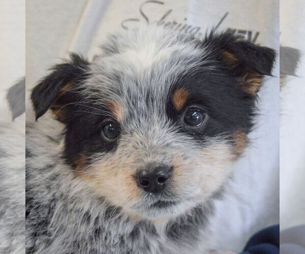 Medium Photo #5 Mutt Puppy For Sale in Huntley, IL, USA