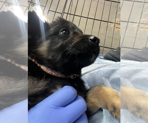 Medium Photo #1 Collie-Unknown Mix Puppy For Sale in Calgary, Alberta, Canada