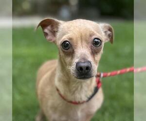 Chihuahua-Unknown Mix Dogs for adoption in Yardley, PA, USA