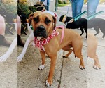 Small #2 Boxer Mix