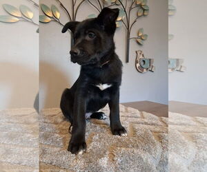 Shepradors Dogs for adoption in Princeton, MN, USA