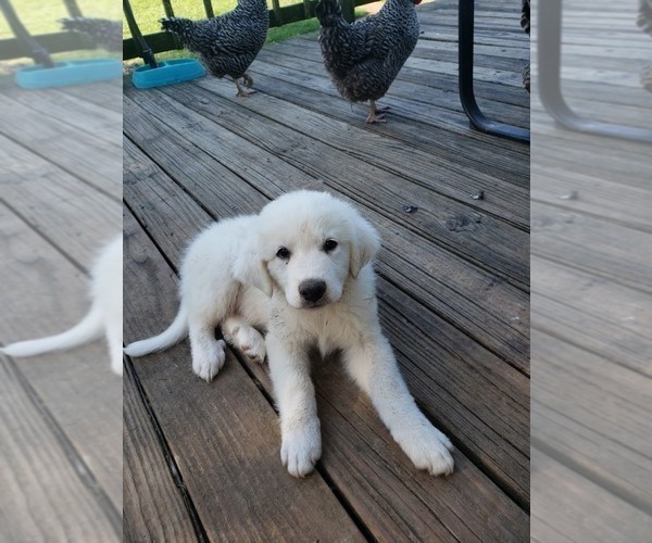 Medium Photo #11 Great Pyrenees Puppy For Sale in SHELBYVILLE, TN, USA
