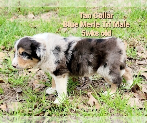 Medium Photo #5 Border Collie Puppy For Sale in ELMENDORF, TX, USA