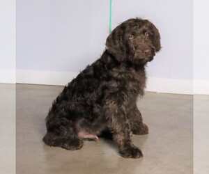 Labradoodle-Poodle (Standard) Mix Puppy for sale in FREDERICKSBG, OH, USA