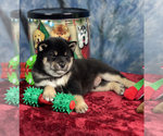 Small Photo #2 Shiba Inu Puppy For Sale in NEWBERRY, MI, USA