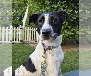 Border Collie-Unknown Mix Dogs for adoption in Boston, MA, USA