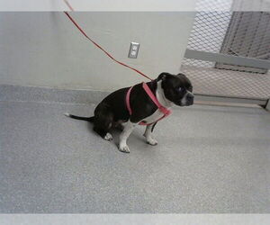 Staffordshire Bull Terrier-Unknown Mix Dogs for adoption in Pasadena, TX, USA