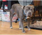 Small #3 American Pit Bull Terrier