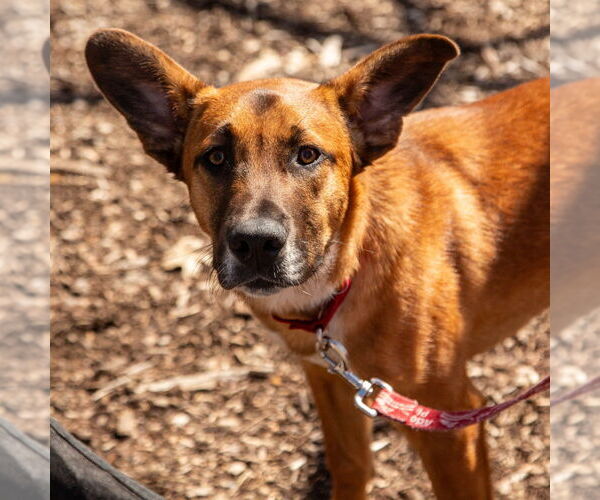 Medium Photo #24 Mutt Puppy For Sale in Canton, CT, USA