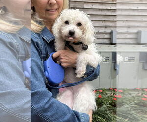 Mutt Dogs for adoption in Arlington, VA, USA