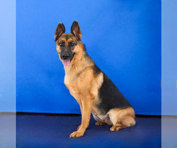 Medium Photo #2 German Shepherd Dog Puppy For Sale in Pasadena, CA, USA